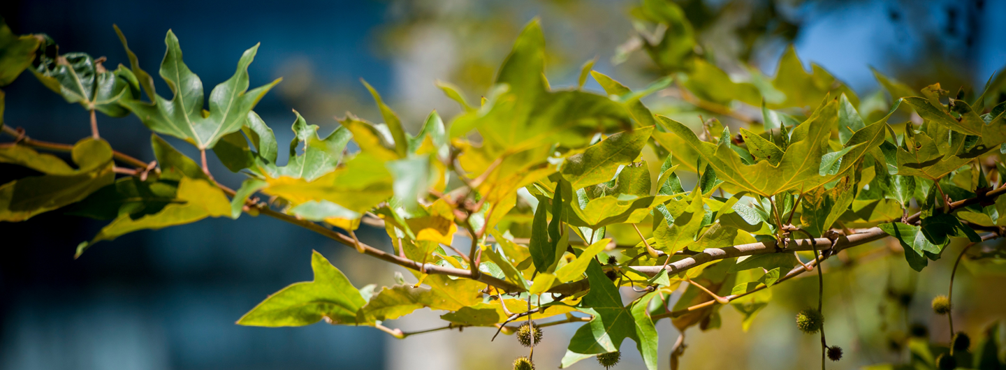 branch with leaves